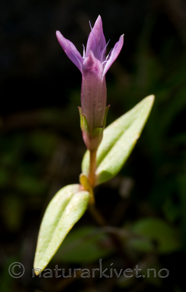 BB 10 0118 / Gentianella uliginosa / Smalsøte