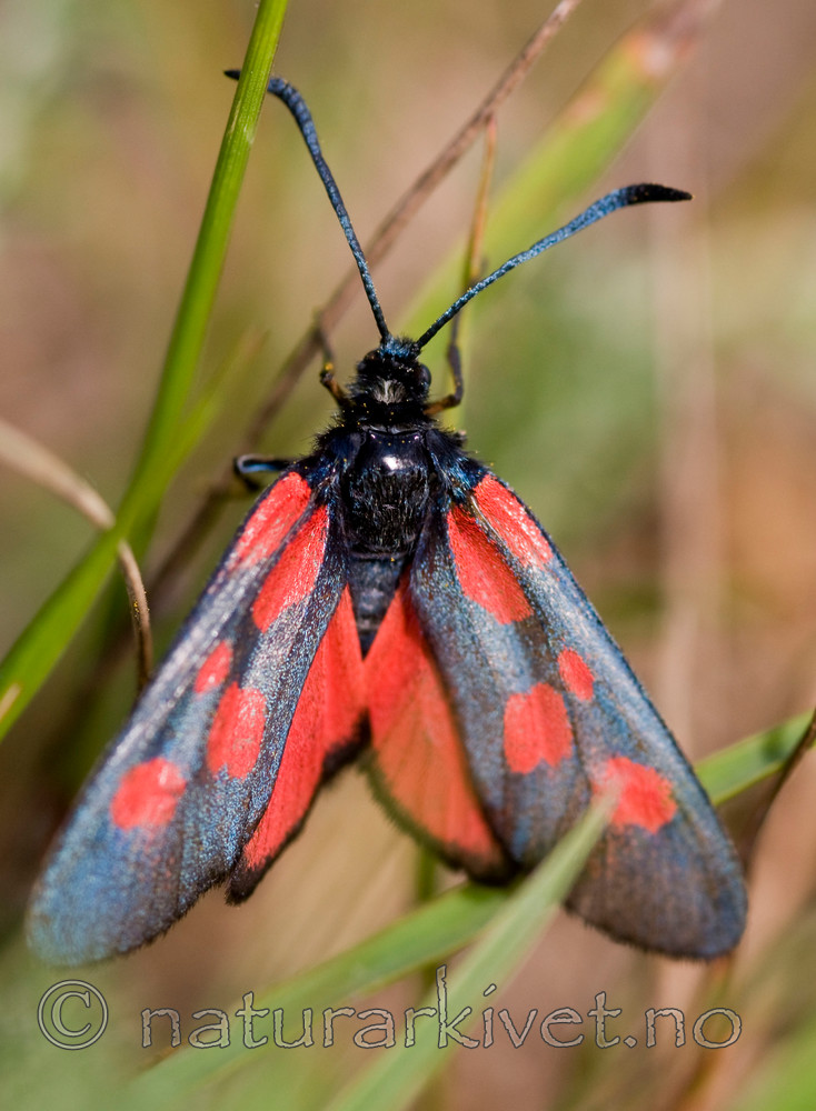 BB 10 0122 / Zygaena viciae / Liten bloddråpesvermer