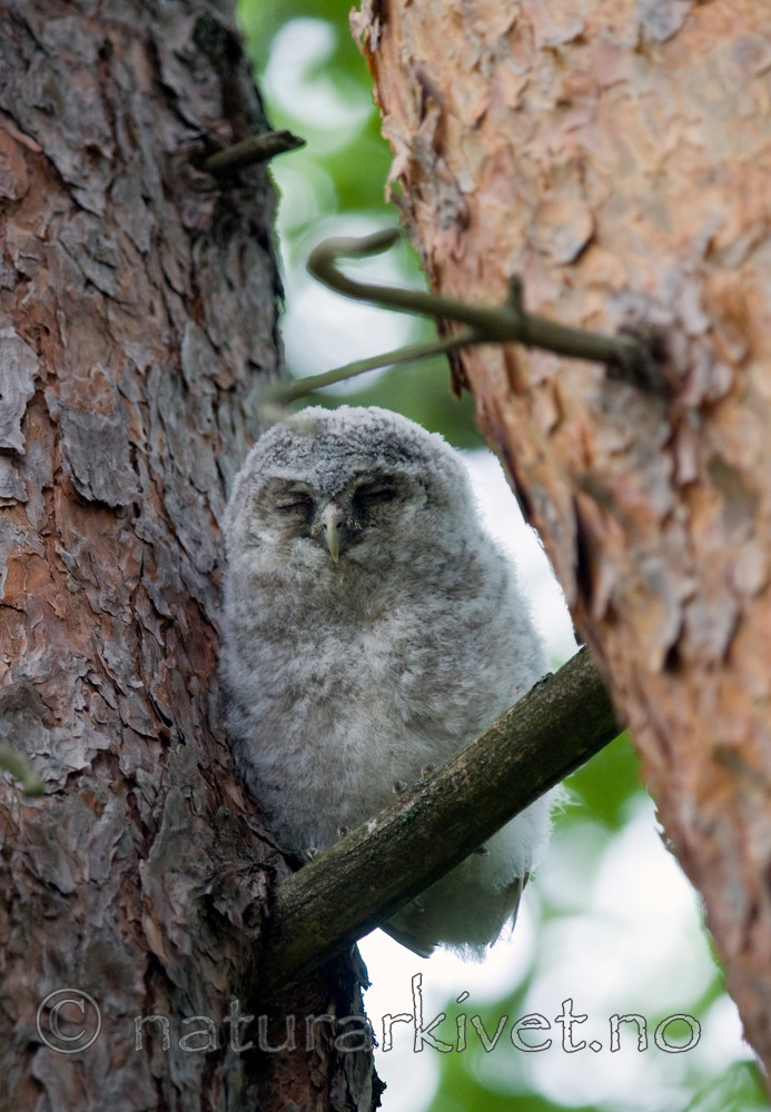 BB 10 0124 / Strix aluco / Kattugle