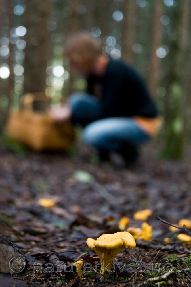 BB 10 0126 / Cantharellus cibarius / Kantarell