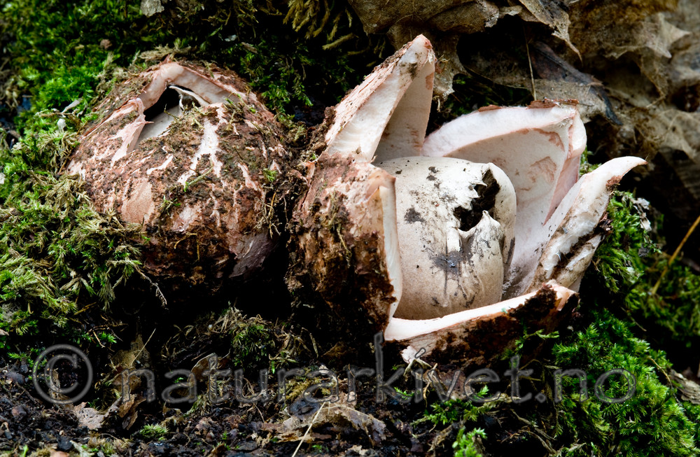 BB 10 0132 / Geastrum rufescens / Rødbrun jordstjerne