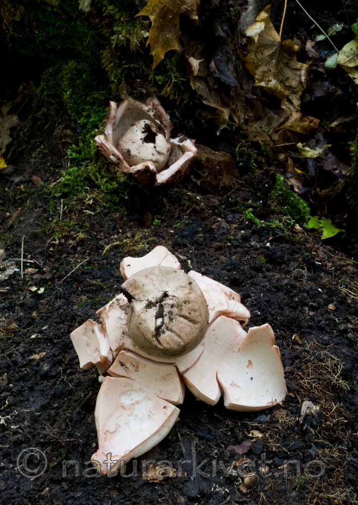BB 10 0134 / Geastrum rufescens / Rødbrun jordstjerne