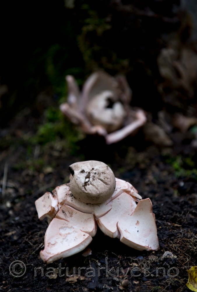 BB 10 0135 / Geastrum rufescens / Rødbrun jordstjerne