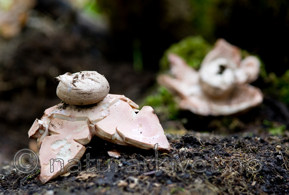 BB 10 0136 / Geastrum rufescens / Rødbrun jordstjerne