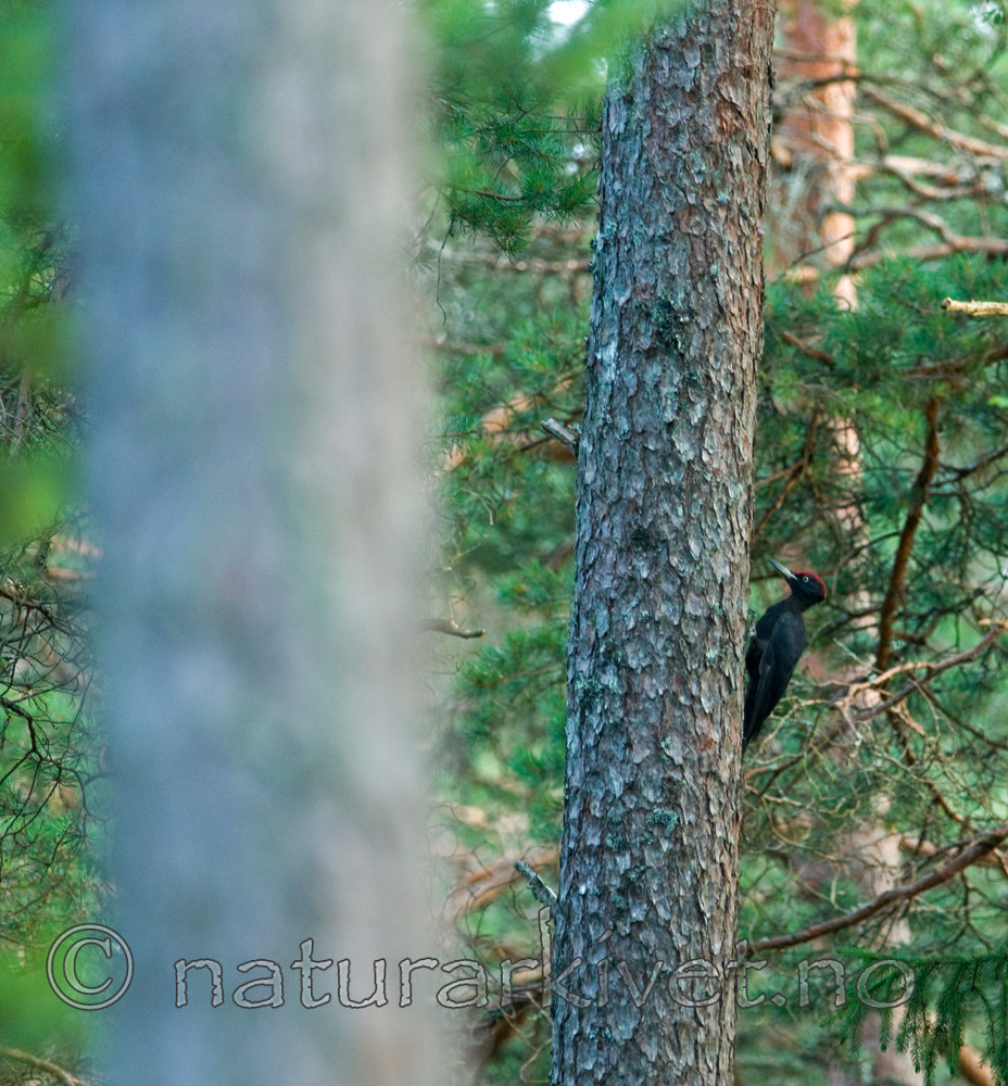 BB 10 0140 / Dryocopus martius / Svartspett <br /> Pinus sylvestris / Furu