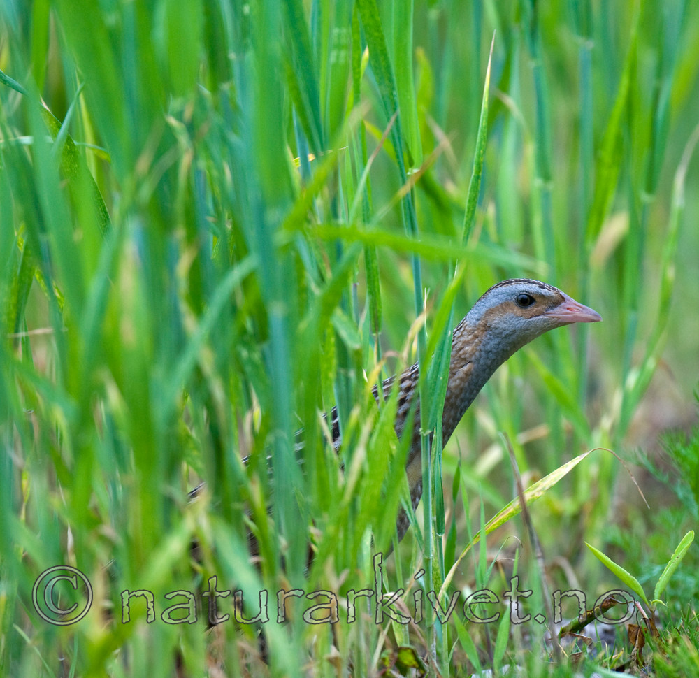 BB 10 0141 / Crex crex / åkerrikse