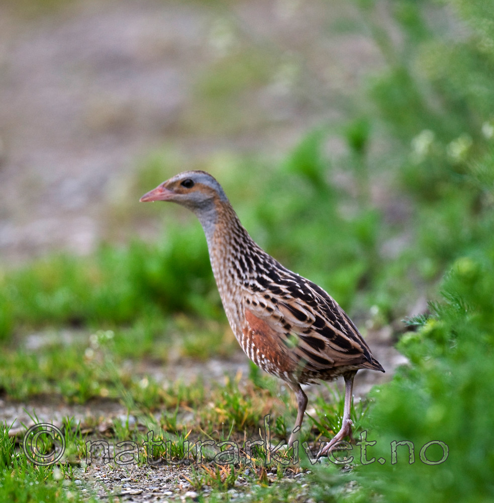 BB 10 0143 / Crex crex / åkerrikse