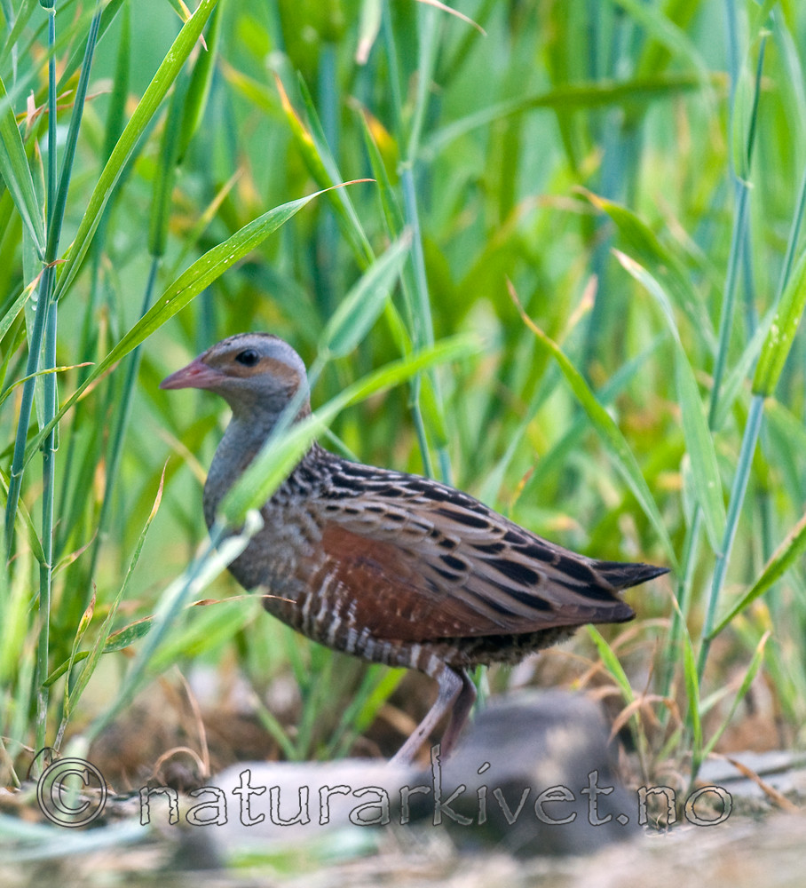BB 10 0144 / Crex crex / åkerrikse