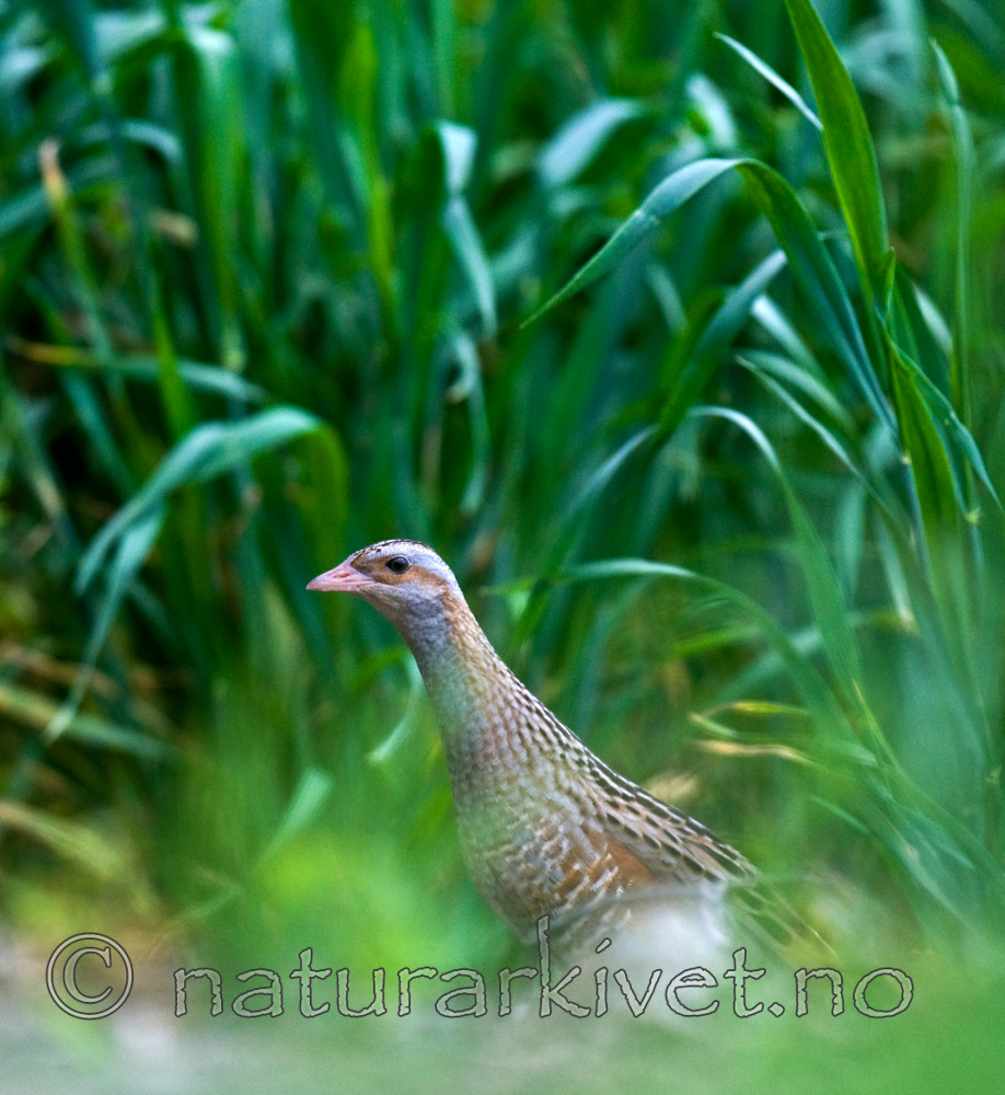 BB 10 0145 / Crex crex / åkerrikse