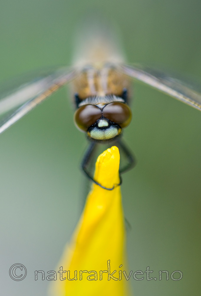 BB 10 0151 / Iris pseudacorus / Sverdlilje <br /> Libellula quadrimaculata / Firflekklibelle