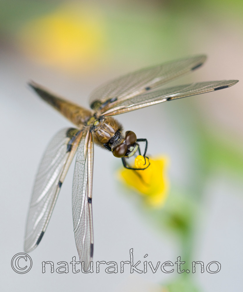 BB 10 0152 / Iris pseudacorus / Sverdlilje <br /> Libellula quadrimaculata / Firflekklibelle