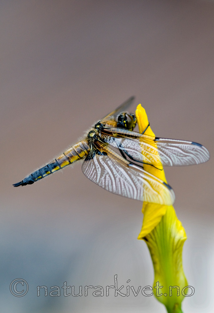 BB 10 0153 / Iris pseudacorus / Sverdlilje <br /> Libellula quadrimaculata / Firflekklibelle