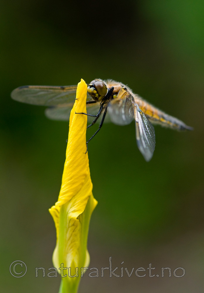 BB 10 0154 / Iris pseudacorus / Sverdlilje <br /> Libellula quadrimaculata / Firflekklibelle