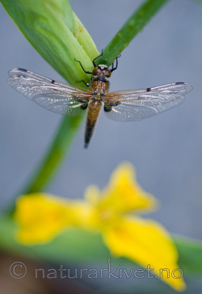 BB 10 0155 / Iris pseudacorus / Sverdlilje <br /> Libellula quadrimaculata / Firflekklibelle