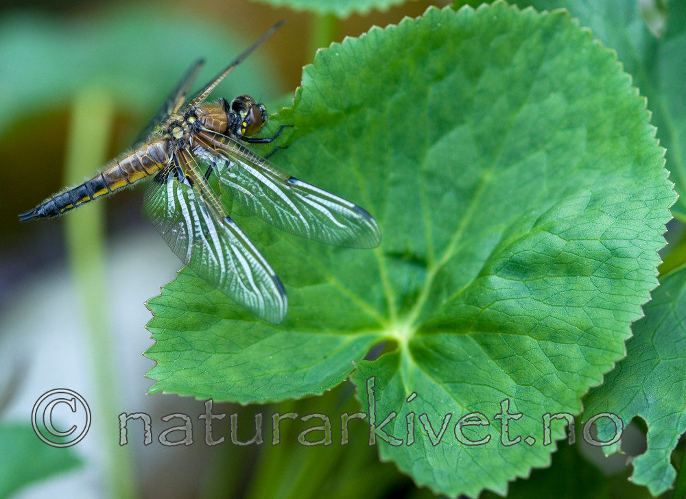 BB 10 0157 / Caltha palustris / Bekkeblom <br /> Libellula quadrimaculata / Firflekklibelle