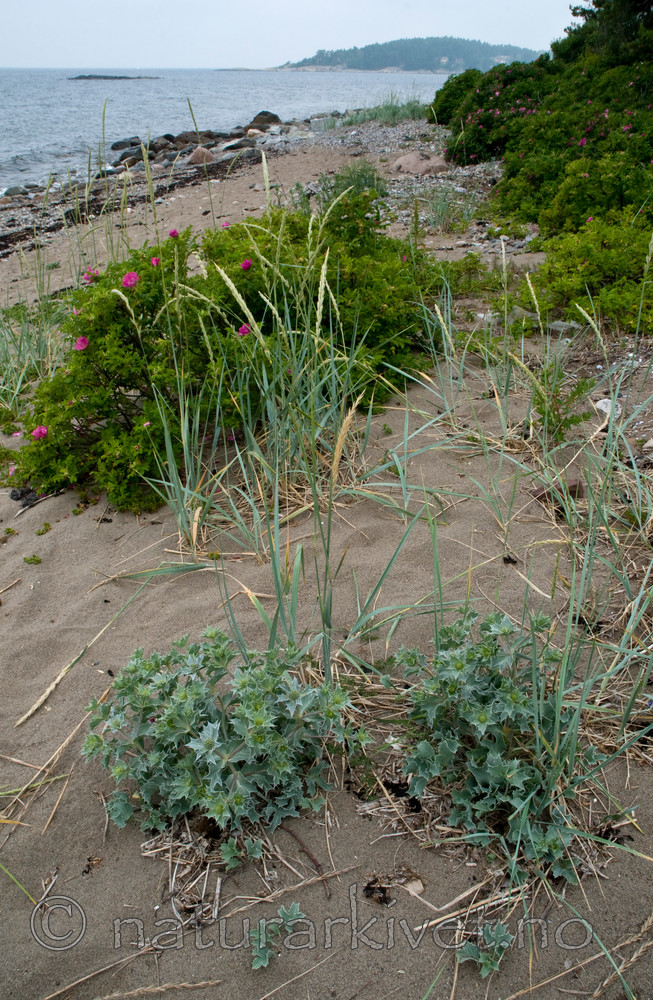 BB 10 0169 / Eryngium maritimum / Strandtorn <br /> Rosa rugosa / Rynkerose
