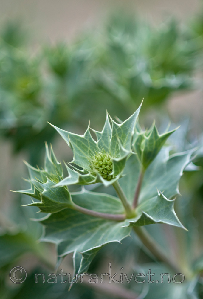 BB 10 0171 / Eryngium maritimum / Strandtorn