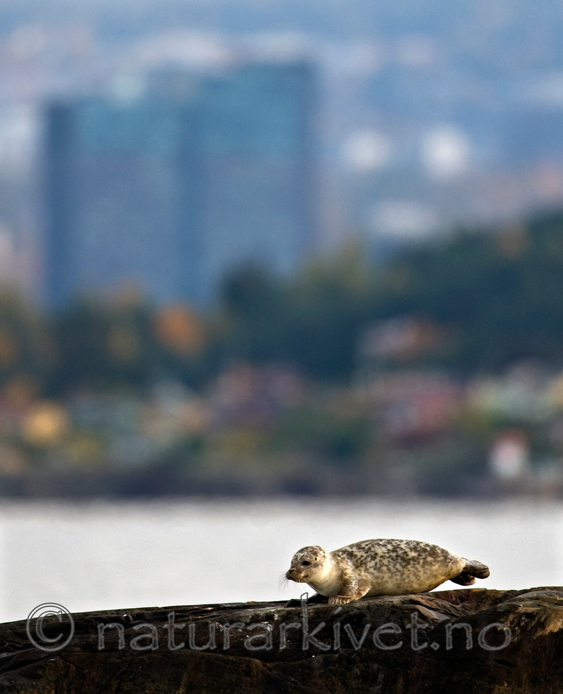 BB 10 0175 / Phoca vitulina / Steinkobbe