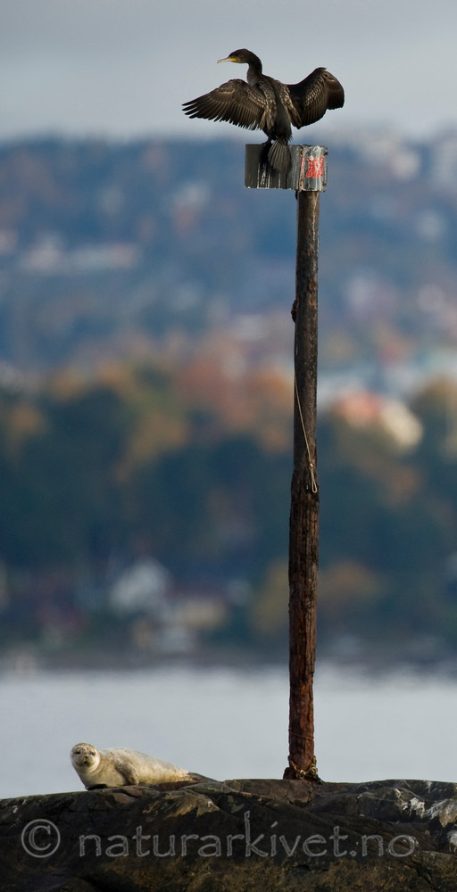 BB 10 0178 / Phalacrocorax carbo / Storskarv <br /> Phoca vitulina / Steinkobbe