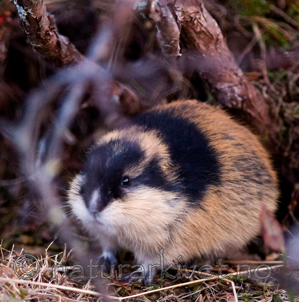 BB 10 0179 / Lemmus lemmus / Lemen