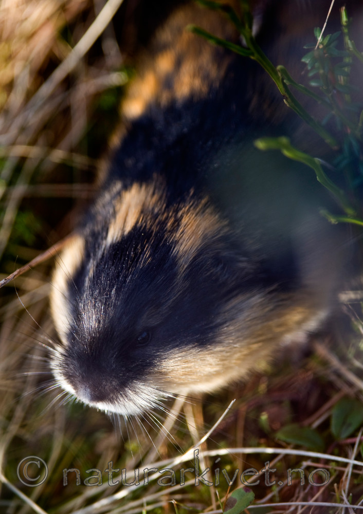 BB 10 0184 / Lemmus lemmus / Lemen