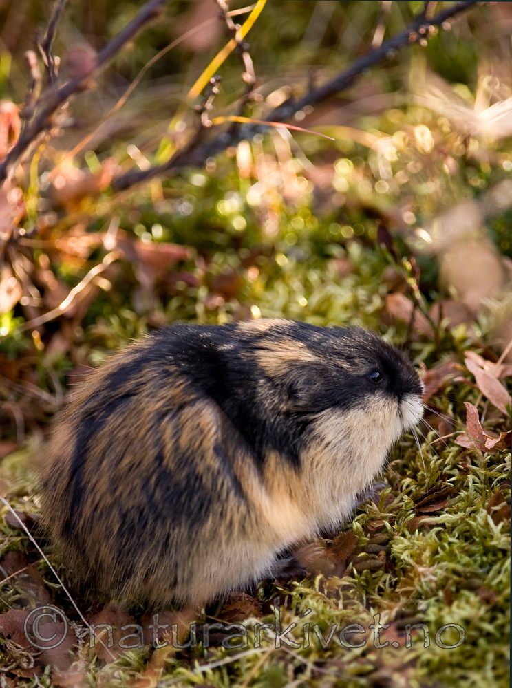 BB 10 0185 / Lemmus lemmus / Lemen