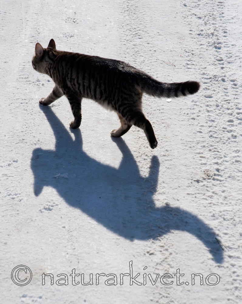 BB 10 0196 / Felis catus / Huskatt