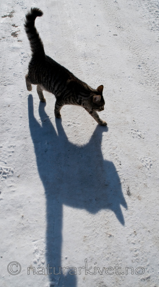 BB 10 0197 / Felis catus / Huskatt