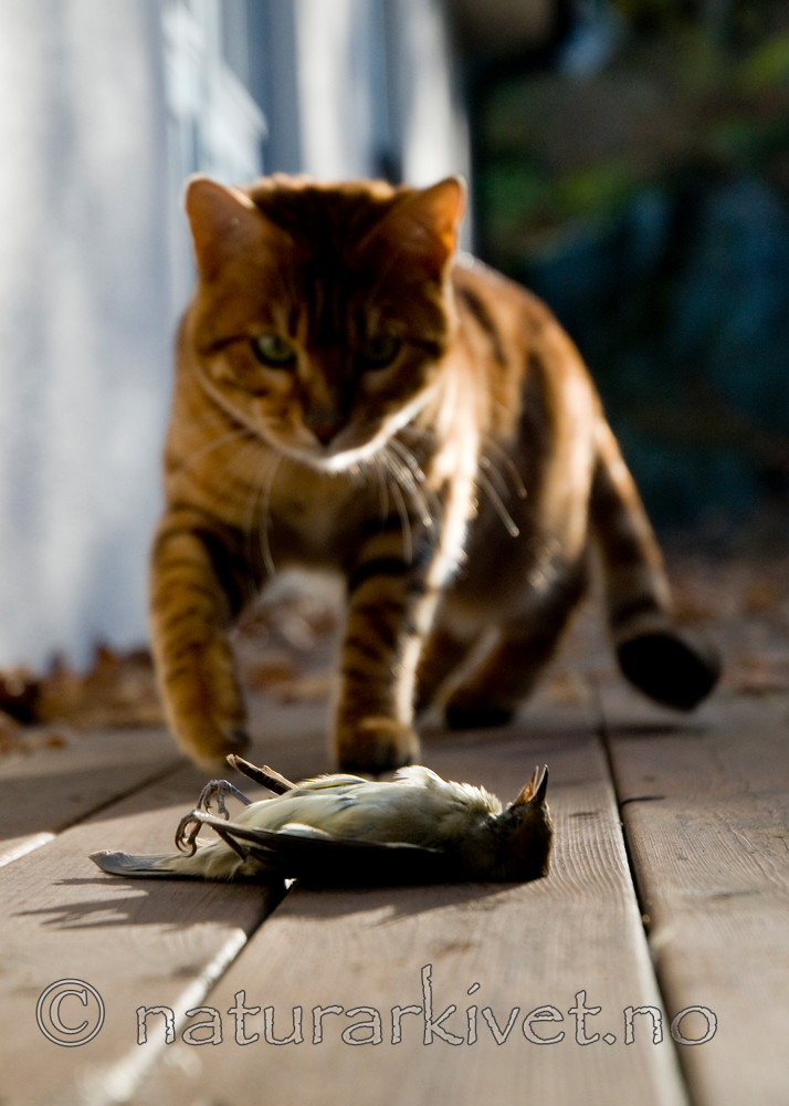 BB 10 0209 / Felis catus / Huskatt <br /> Sylvia atricapilla / Munk