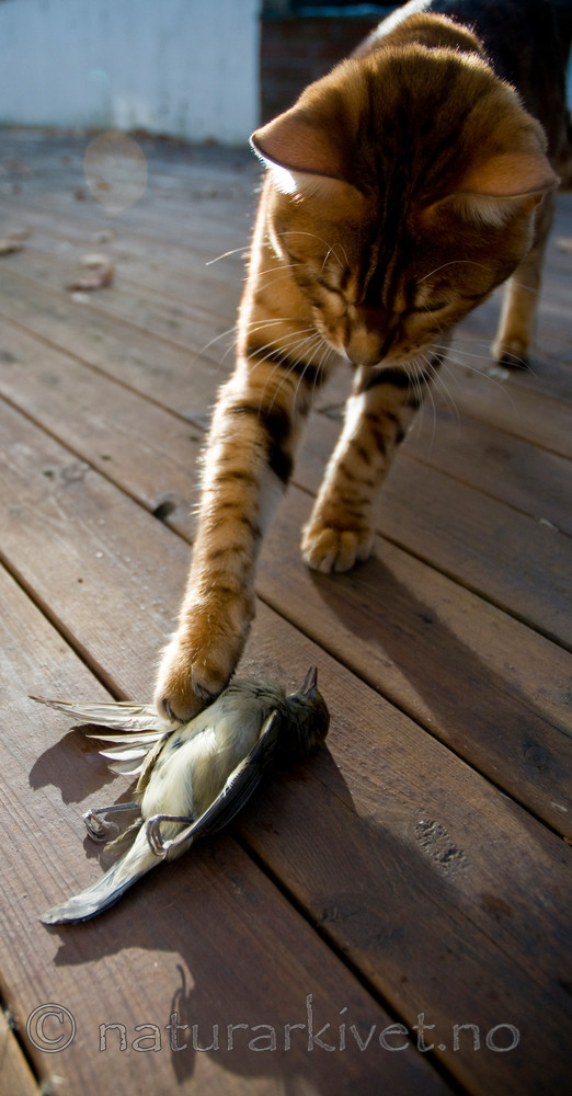 BB 10 0210 / Felis catus / Huskatt <br /> Sylvia atricapilla / Munk