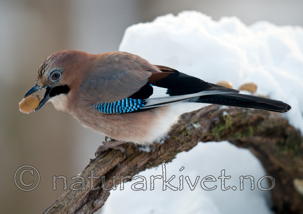BB 10 0211 / Garrulus glandarius / Nøtteskrike <br /> Quercus robur / Sommereik