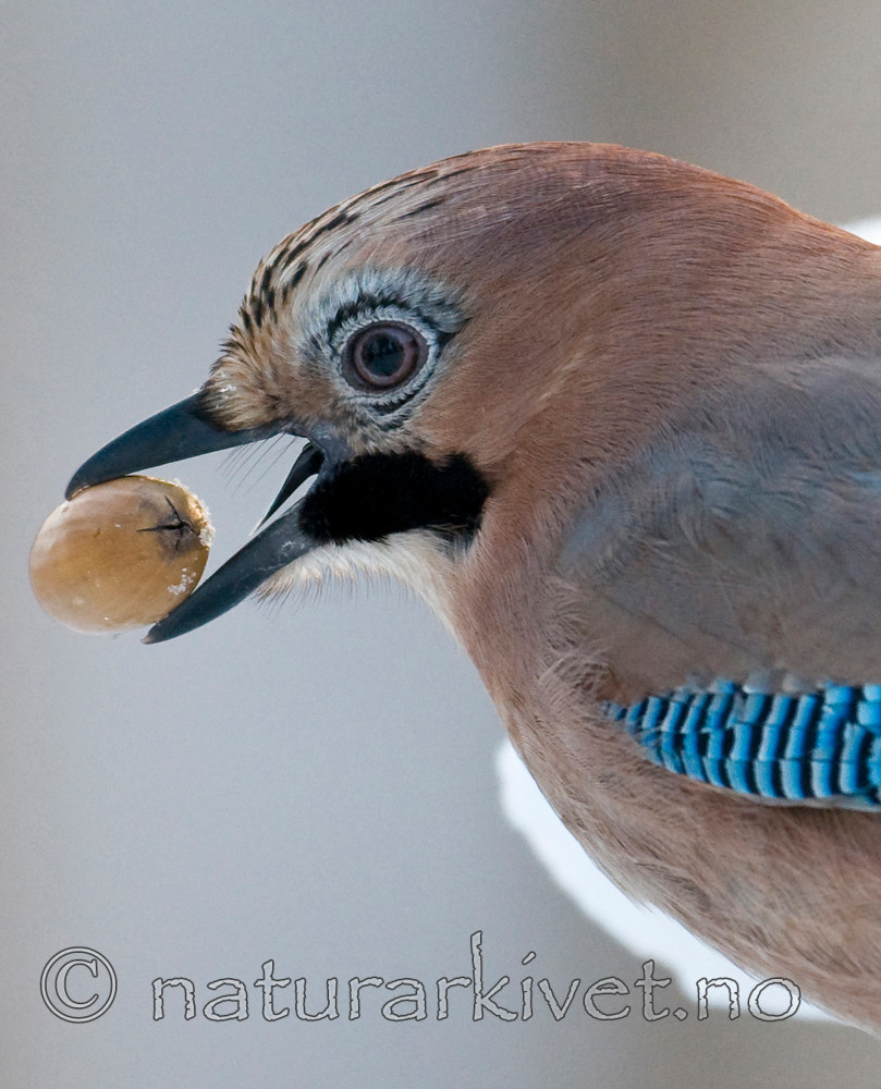 BB 10 0212 / Garrulus glandarius / Nøtteskrike <br /> Quercus robur / Sommereik