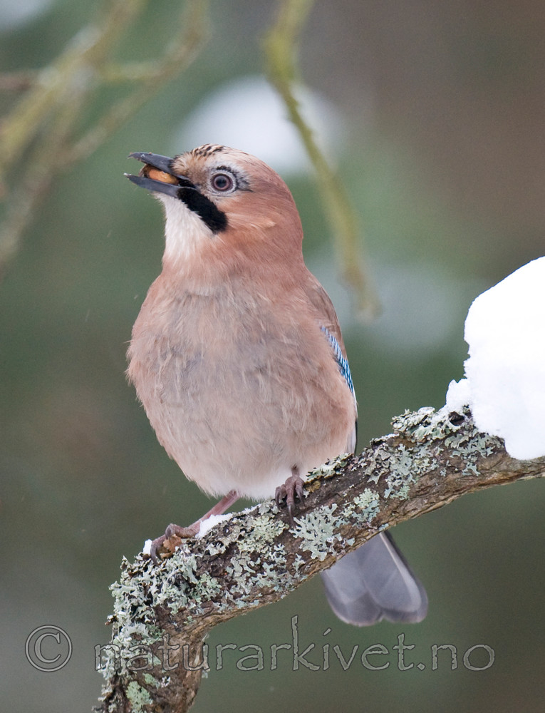BB 10 0213 / Garrulus glandarius / Nøtteskrike <br /> Quercus robur / Sommereik