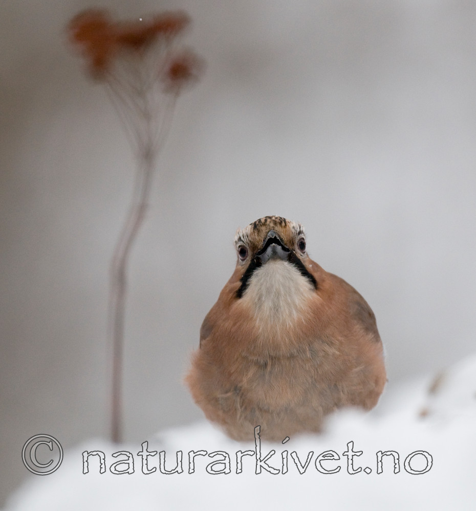 BB 10 0214 / Garrulus glandarius / Nøtteskrike