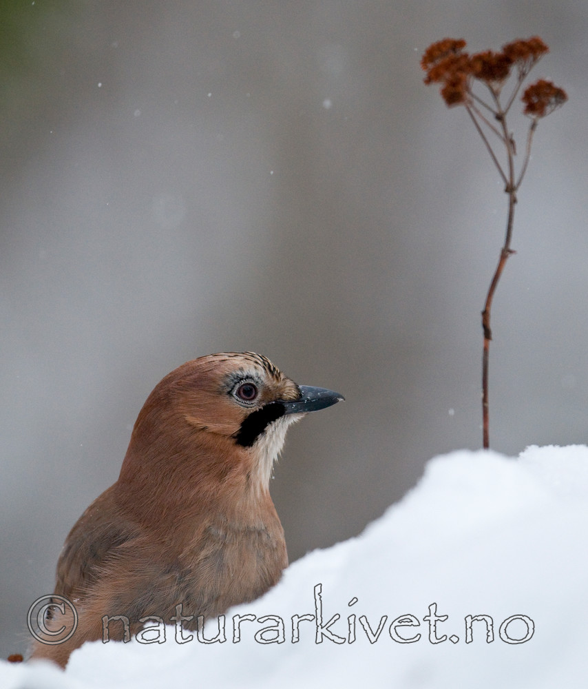 BB 10 0215 / Garrulus glandarius / Nøtteskrike