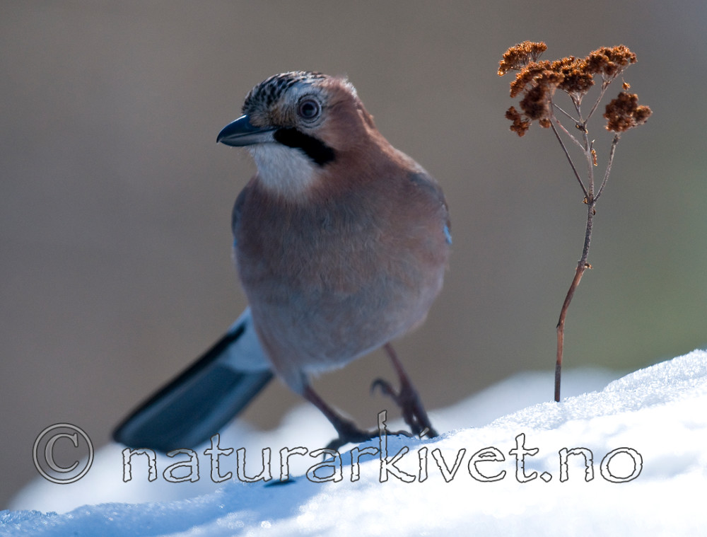 BB 10 0217 / Garrulus glandarius / Nøtteskrike