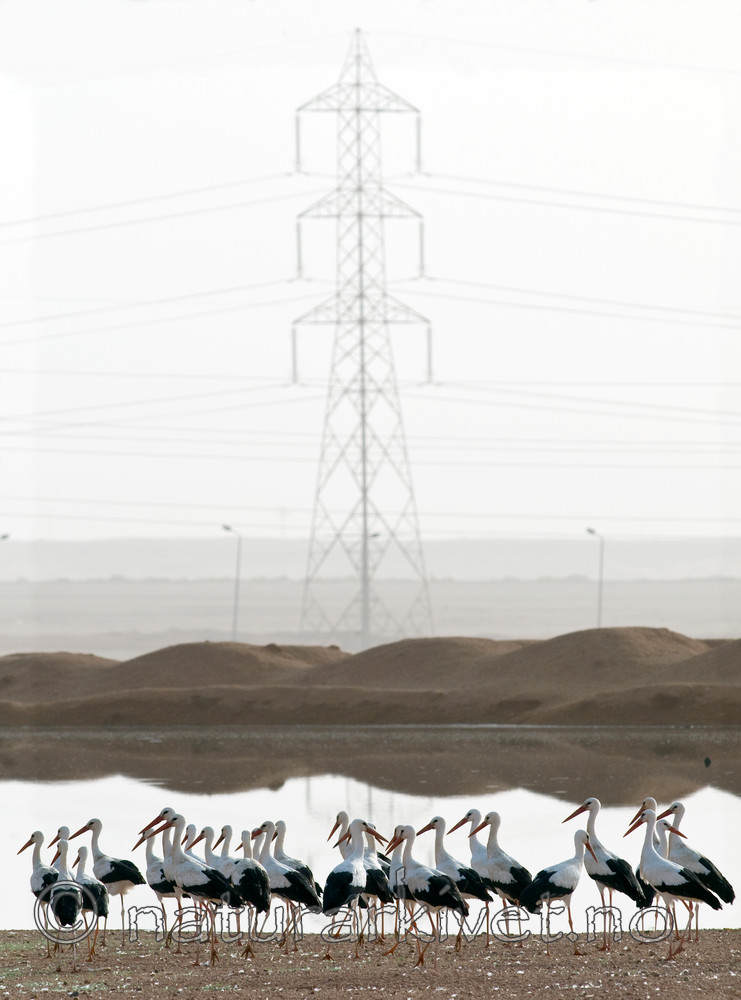 BB 10 0223 / Ciconia ciconia / Stork