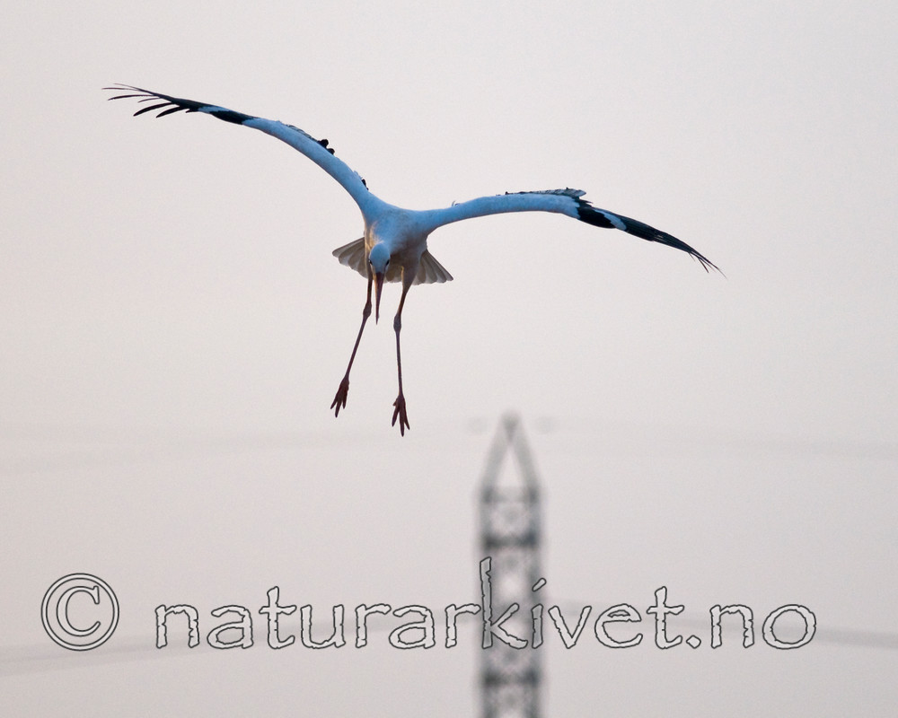 BB 10 0225 / Ciconia ciconia / Stork