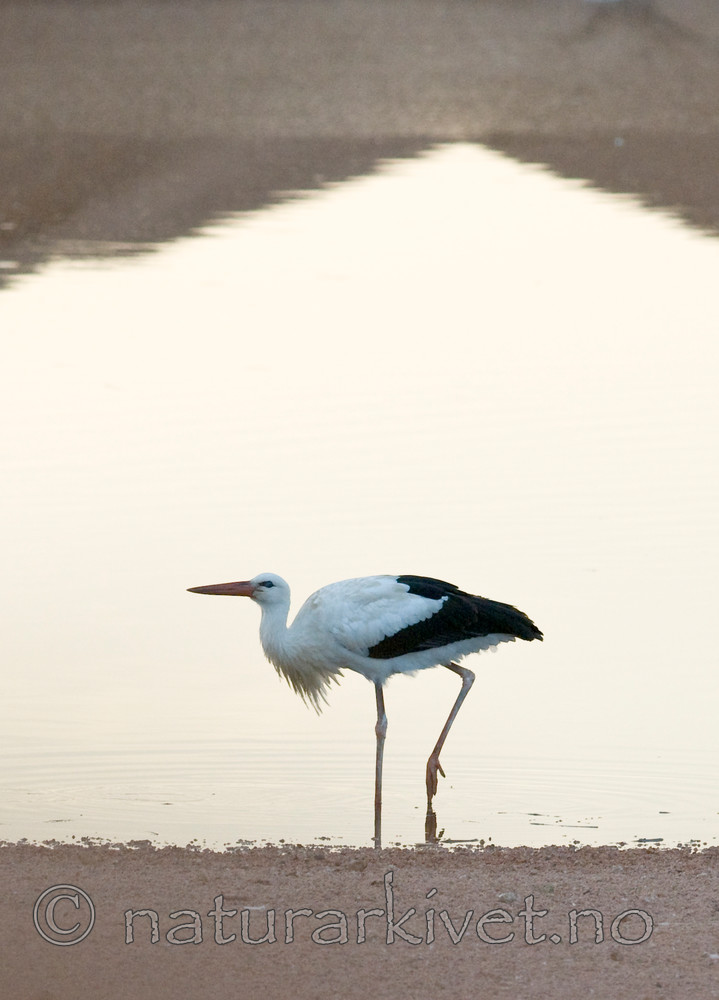 BB 10 0229 / Ciconia ciconia / Stork