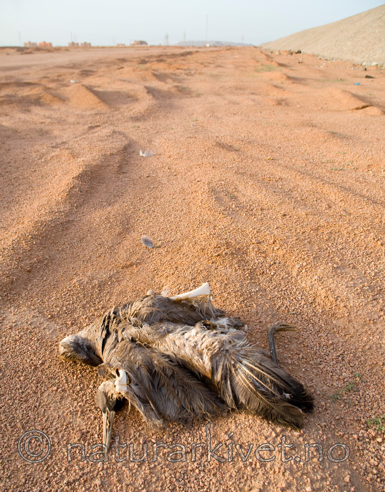 BB 10 0238 / Grus grus / Trane