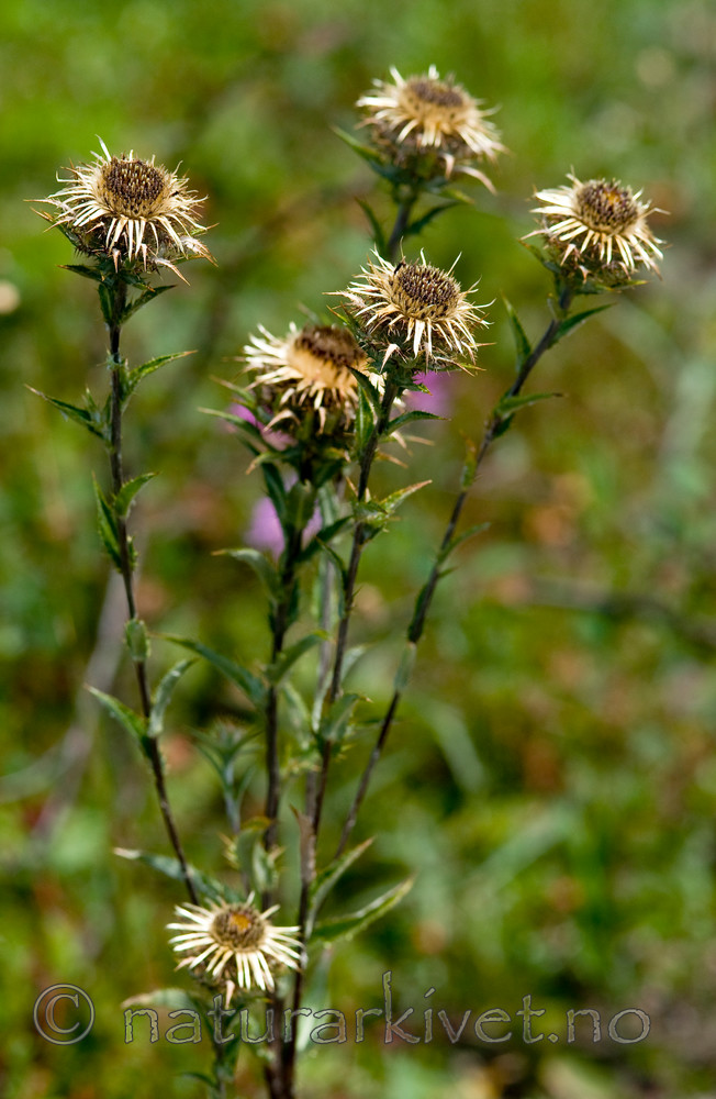 BB 10 0241 / Carlina vulgaris / Stjernetistel