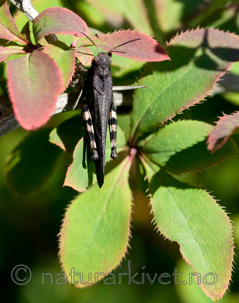 BB 10 0242 / Berberis vulgaris / Berberis <br /> Psophus stridulus / Klapregresshoppe