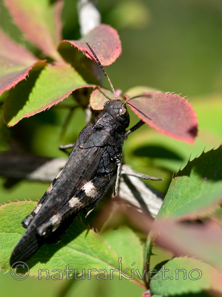 BB 10 0243 / Berberis vulgaris / Berberis <br /> Psophus stridulus / Klapregresshoppe