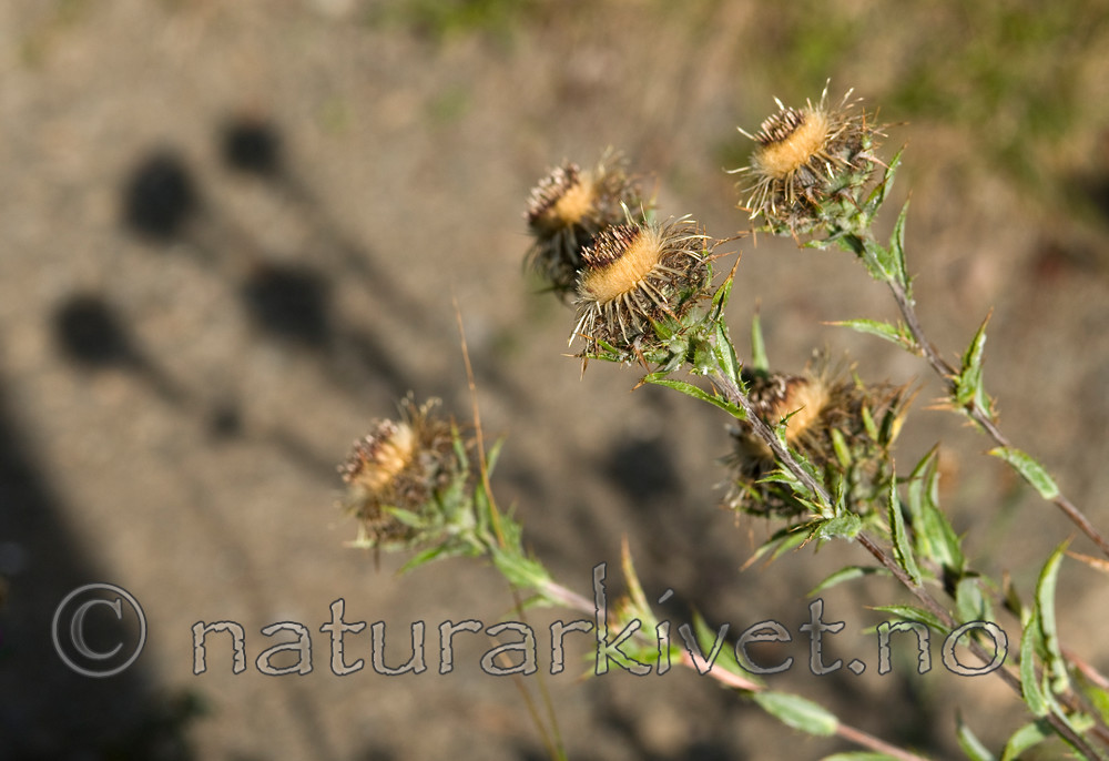 BB 10 0244 / Carlina vulgaris / Stjernetistel