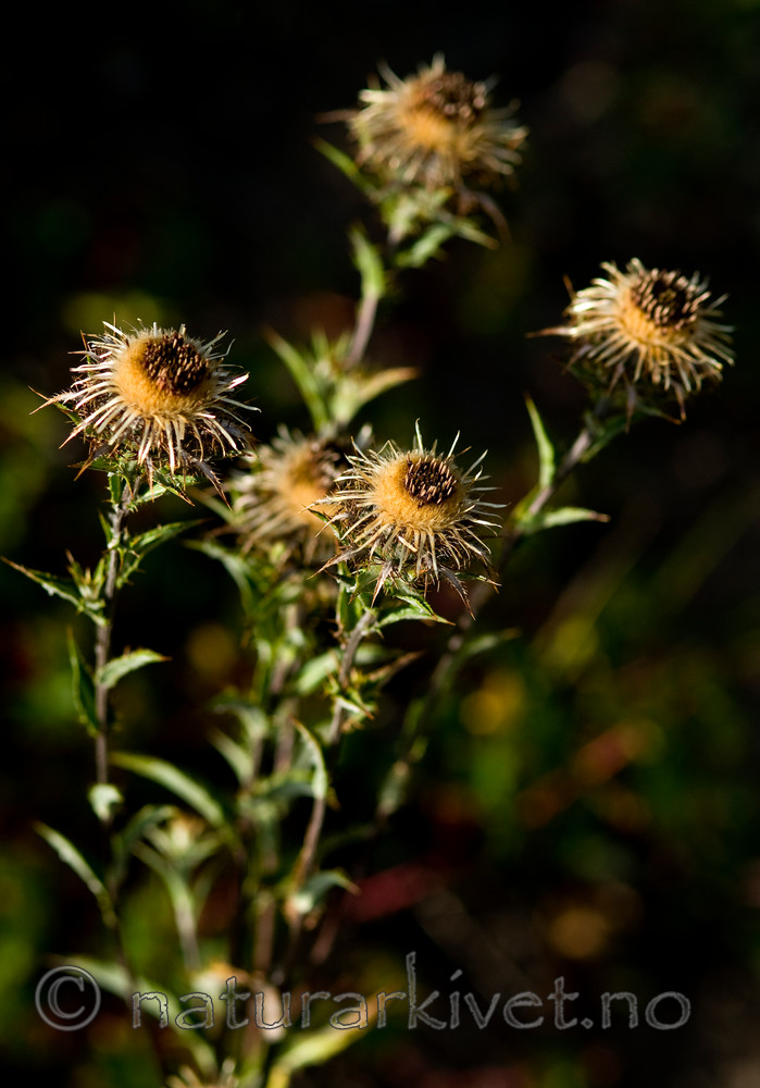 BB 10 0245 / Carlina vulgaris / Stjernetistel