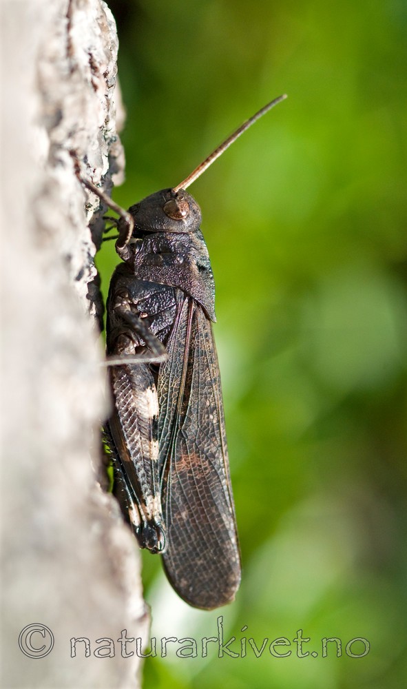BB 10 0246 / Psophus stridulus / Klapregresshoppe