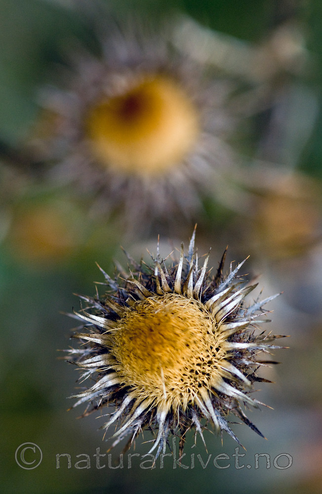 BB 10 0247 / Carlina vulgaris / Stjernetistel