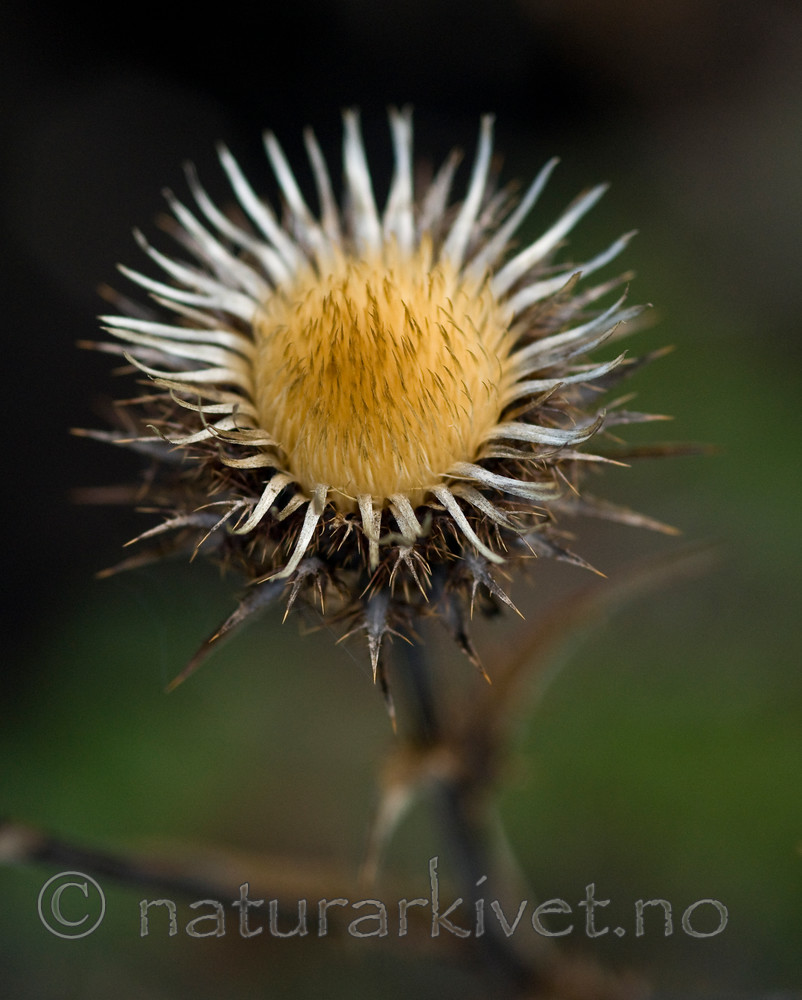 BB 10 0248 / Carlina vulgaris / Stjernetistel