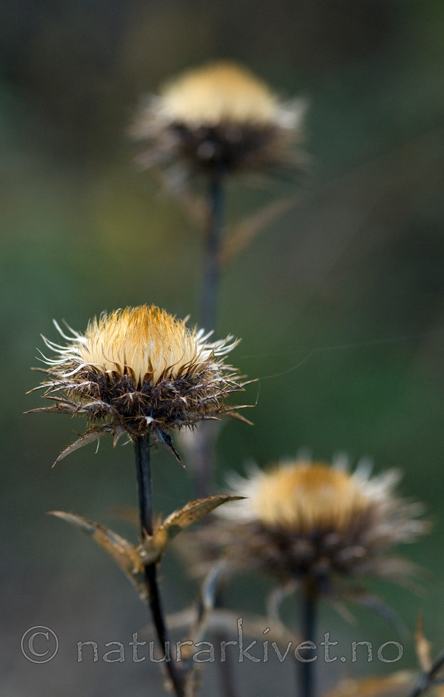 BB 10 0250 / Carlina vulgaris / Stjernetistel