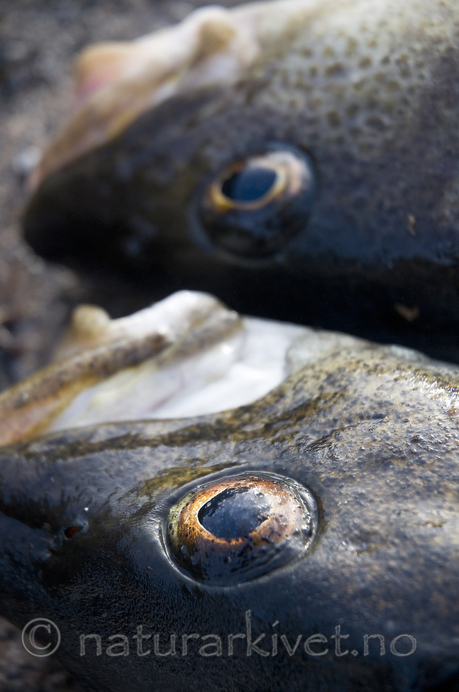 BB 10 0254 / Gadus morhua / Torsk